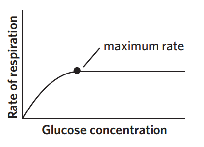 <ul><li><p>glucose is the input for glycolysis (which happens in both aerobic + anaerobic respiration) → increase in glucose availability increases CRR</p></li><li><p>however, increasing glucose concentration doesn’t increase CRR indefinitely. at some point, CRR will plateu because enzymes involved have reached their saturation point at which they are operating at maximum capacity </p></li></ul><p></p>