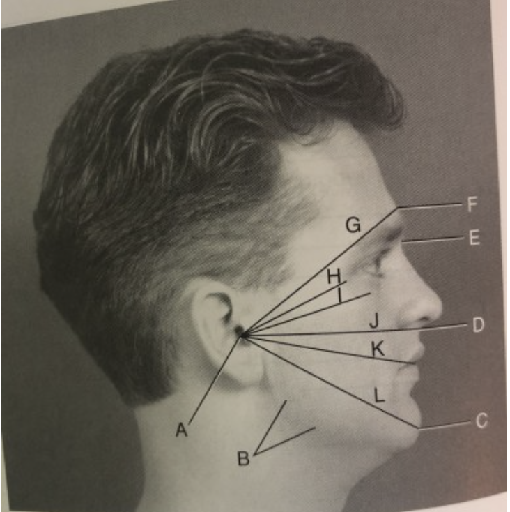<p><span><span>Identify the labeled landmarks and positioning lines used in skull and facial bone positioning, as shown in Fig 11.30 (including abbreviations)</span></span></p>