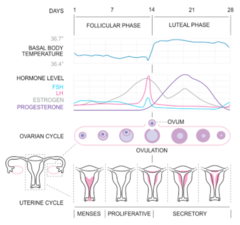 <p>A sustained rise in estrogen together with low progesterone triggers the pituitary to produce a peak/surge of LH.</p><p>The LH peak causes final follicular maturation and release of the egg. This is why ovulation kits detect the spike in LH!</p>