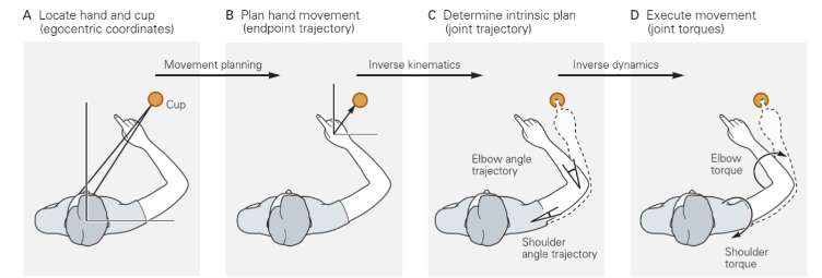 <p><span style="font-family: Calibri;">-Target is localised in egocentric space (relative to the head).</span></p><p><span style="font-family: Calibri;">-Plan of movement (path and trajectory) and initial location of endpoint and endpoint trajectory.</span></p><p><span style="font-family: Calibri;">-Inverse kinematic transformation. The joint trajectories to achieve the hand path are determined.</span></p><p><span style="font-family: Calibri;">-Inverse dynamic transformation. Joint torques or muscle activities to achieve joint trajectory are determined</span></p>