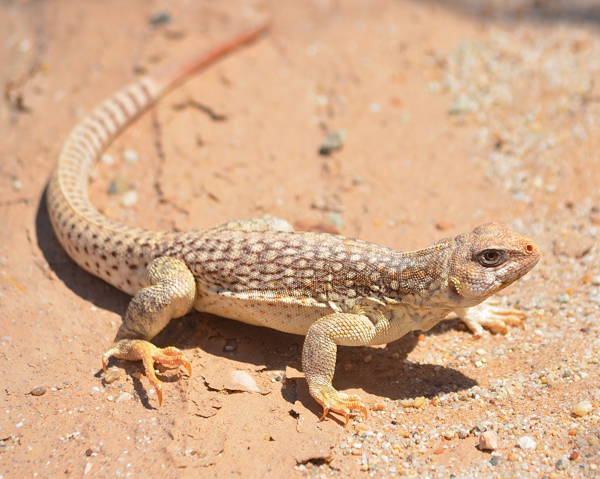 <p>Iguanidae<br>Dipsosaurus dorsalis<br>Desert Iguana</p>