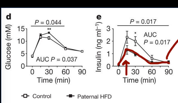 <p>weak study initially, very first preclinical model that took males, gave them hfd, let them mate, and looked at offspring; offspring grown w controlled diet; then gave those mice glucose tolerance test which showed that it was higher at one time point, and insulin lower</p>
