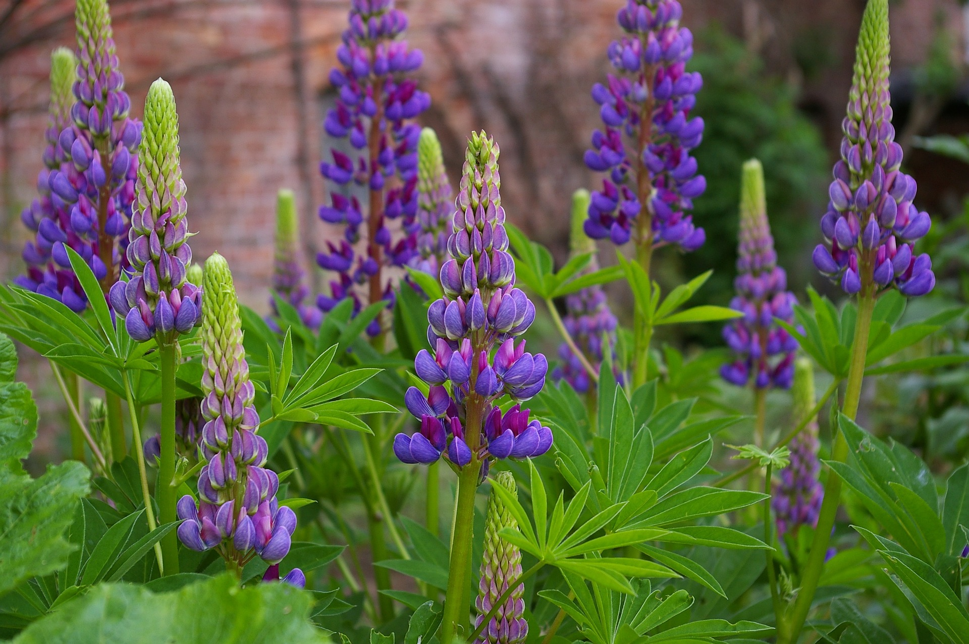 <p>→ produceren cyanide, komt alleen vrij als plant beschadigt raakt (door bijvoorbeeld eten door een dier) -> komt voor bij roosachtige en vlinderbloemige planten</p><p><span style="font-family: Aptos, sans-serif; line-height: 107%;">Cyanide zit in aparte facuole in de cel, wanneer er dus wordt aangevreten dan komt de cyanide vrij, zo probeert de plant zich te beschermen</span></p><p></p><img src="https://assets.knowt.com/user-attachments/1824ae70-8764-4678-9289-4b589c1d027e.png" data-width="50%" data-align="center"><p>→ zien we bijvoorbeeld in Cassave</p>
