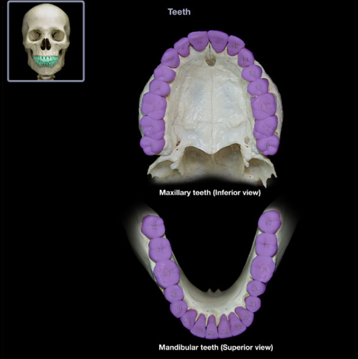 knowt flashcard image