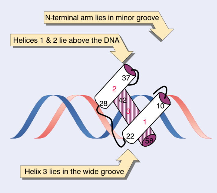 <p>Helix 3 binds major groove</p><p class="p1"><span style="line-height: normal;">Helices 1&2 </span>stabilize structure</p><p class="p1">N-terminal arm contacts minor groove</p>