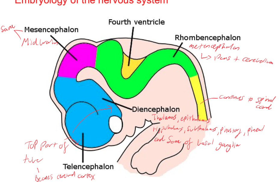 <p>Rhinencephalon, amygdala, hippocampus, neocortex, basal ganglia, lateral ventricles</p>