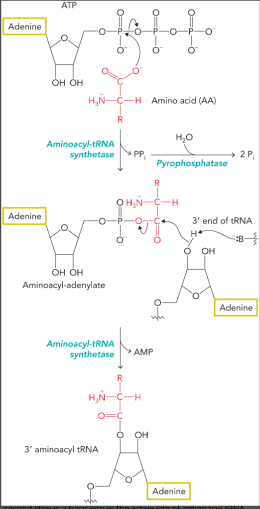 <ul><li><p>bond is formed between the carboxyl group of the amino acid and the alpha phosphate of ATP to form an aminoacyl-adenylate </p></li><li><p>hydrolysis releases pyrophosphate </p></li><li><p>phosphodiester bond is cleaved to form aminoacyl tRNA and amino acid is transferred to the 2’hydroxyl or 3’hydroxyl of the tRNA acceptor stem </p></li></ul><p></p>