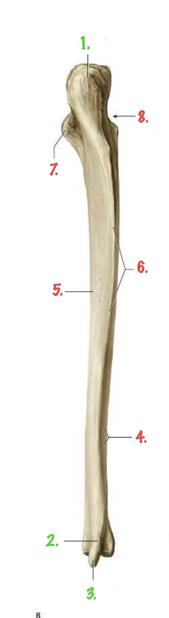 <p>Identify 2.</p>