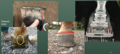 <p>why is medio-lateral imbalance so bad</p>