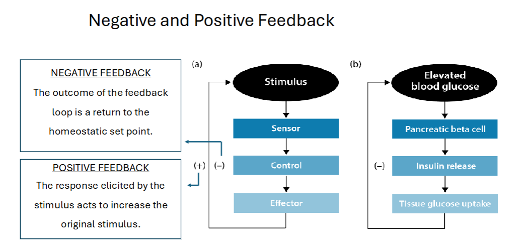 <p><span><strong>Negative feedback</strong> is…</span></p>