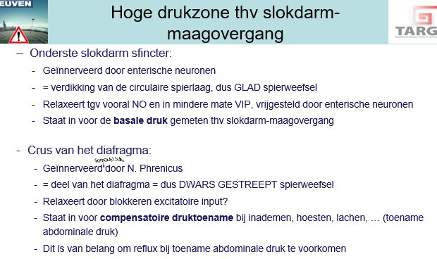 <p><span>Crus diephragma:</span></p><p style="text-align: left;"></p><p style="text-align: left;"><span>Verantwoordelijk voor compensatie van abdominale drukverhoging die opeens kan optreden.</span></p><p style="text-align: left;"><span>Bv bij inademen, hoesten, lachen… zodat niet bij elke hoestbeweging en sportbeweging je reflux krijgt van de maaginhoud.</span></p>