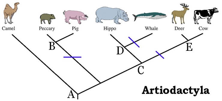 <p><span>Cows and whales share a most recent common ancestor at branch ___.</span></p>