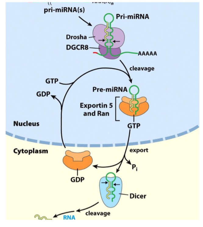 <p>Export</p><ul><li><p>the nuclear export is mediated by Exportin-5 associated to Ran GTPase bound to GTP</p></li></ul><p></p>