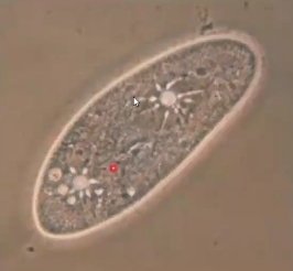 <p>What is paramecium?</p>