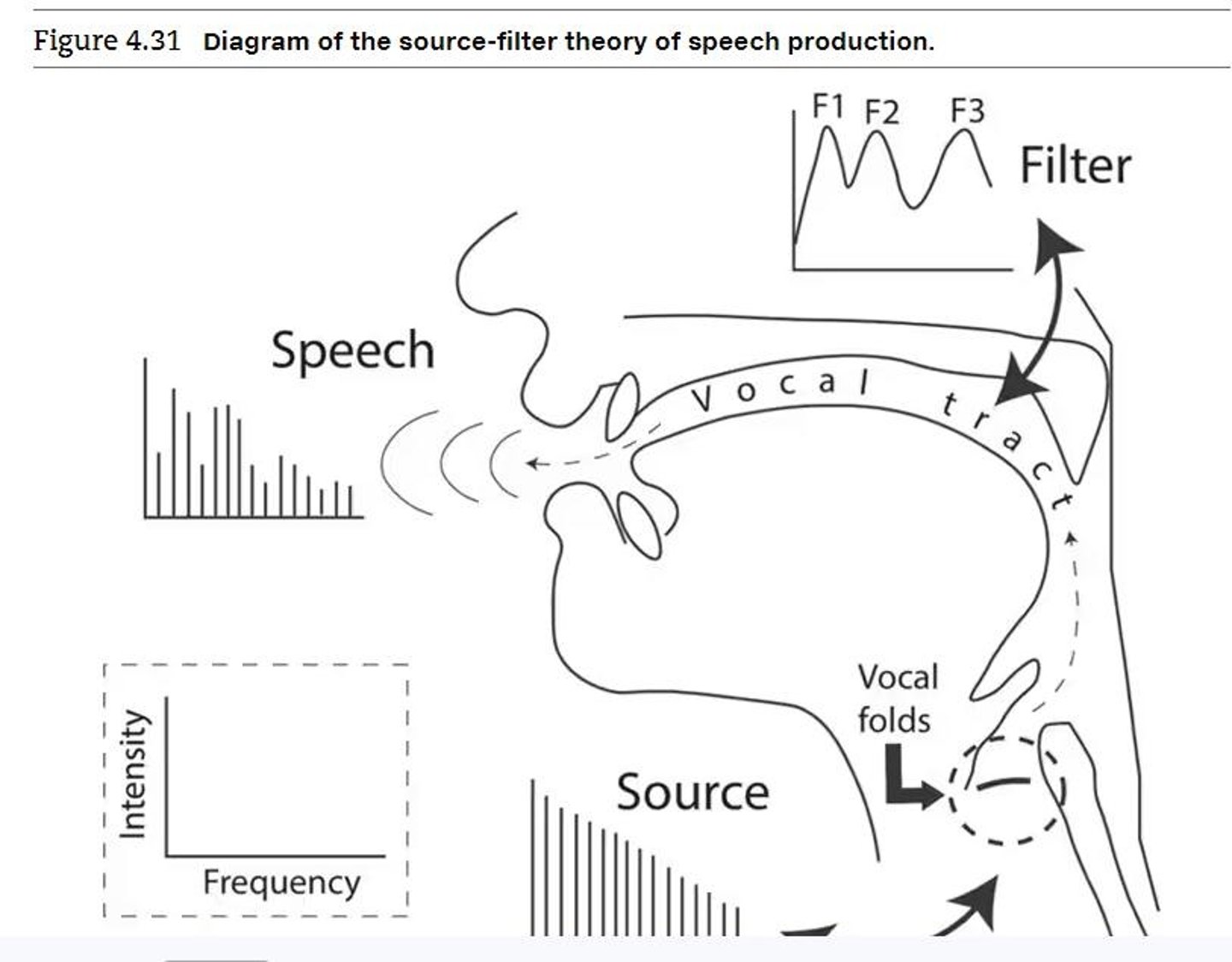 <p>It describes how energy from the vibrating vocal folds is filtered by the resonances of the vocal tract to produce speech sounds.</p>