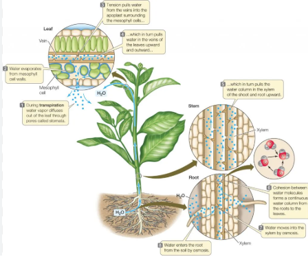 <p>Evaporation in the leaf cells, so water from the adjacent cells move to replace it through a type of capillary action, adhesion and cohesion (<strong>apoplastic pathway</strong>, through cell walls not cytoplasm) </p><p>As water moves up in xylem a tension/transpiration pull is generated which moves water up</p><p>Negative pressure in xylem bc tension pulls water up whilst gravity pulls water down</p>
