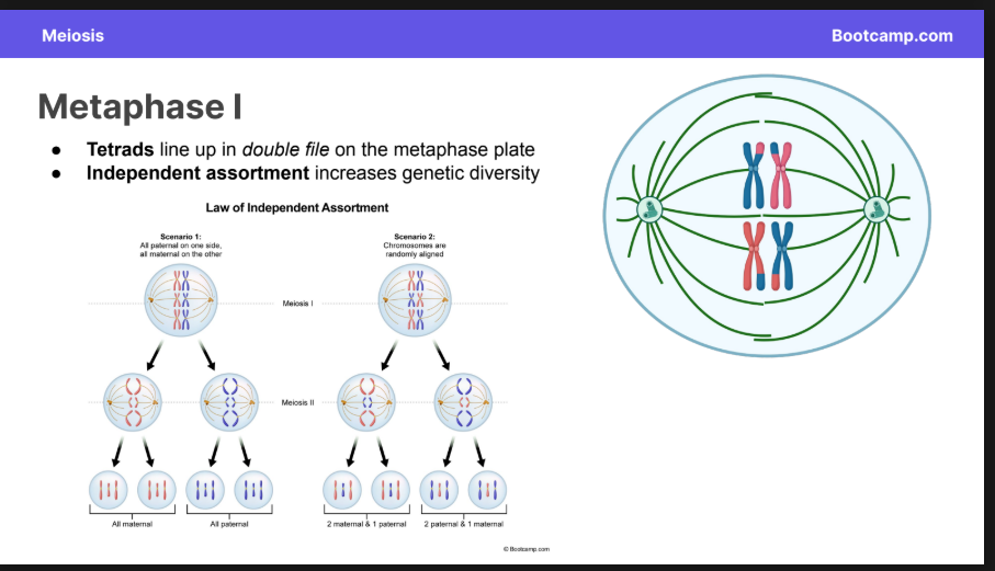 <ul><li><p><strong>Tetrads </strong>line up in double file on the metaphase plate</p></li><li><p><strong>Independent assortment </strong>increases genetic diversity</p></li></ul><p></p>