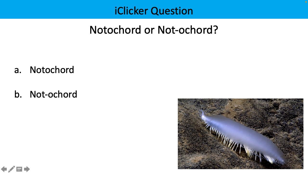 <p>notochord or not-ochord?</p>