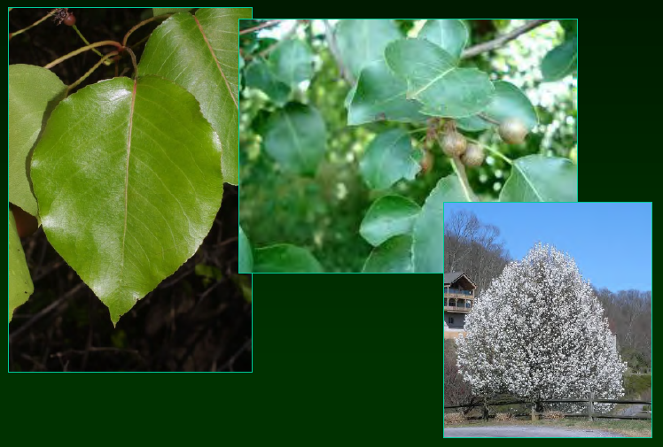 <p>•</p><p>Rosaceae</p><p>•</p><p>Ornamental pear (Bradford)</p><p>•</p><p>Native to China</p><p>•</p><p>Key Characters:</p><p>•</p><p>Ovate, rounded leaves</p><p>•</p><p>Tiny pears</p><p>•</p><p>Rounded architecture</p><p>•</p><p>Thorns!</p>