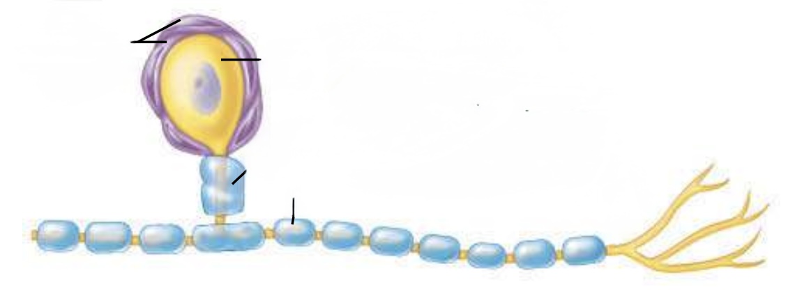 <p><span style="line-height: 22.0875px;">ID the cell type(purple), location of cell type, function&nbsp;</span></p>