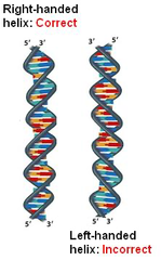<p>dna strands are antiparallel, which results in the dna being right handed</p>