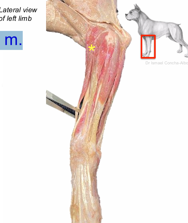 <p>Extensor carpi radialis m.</p>