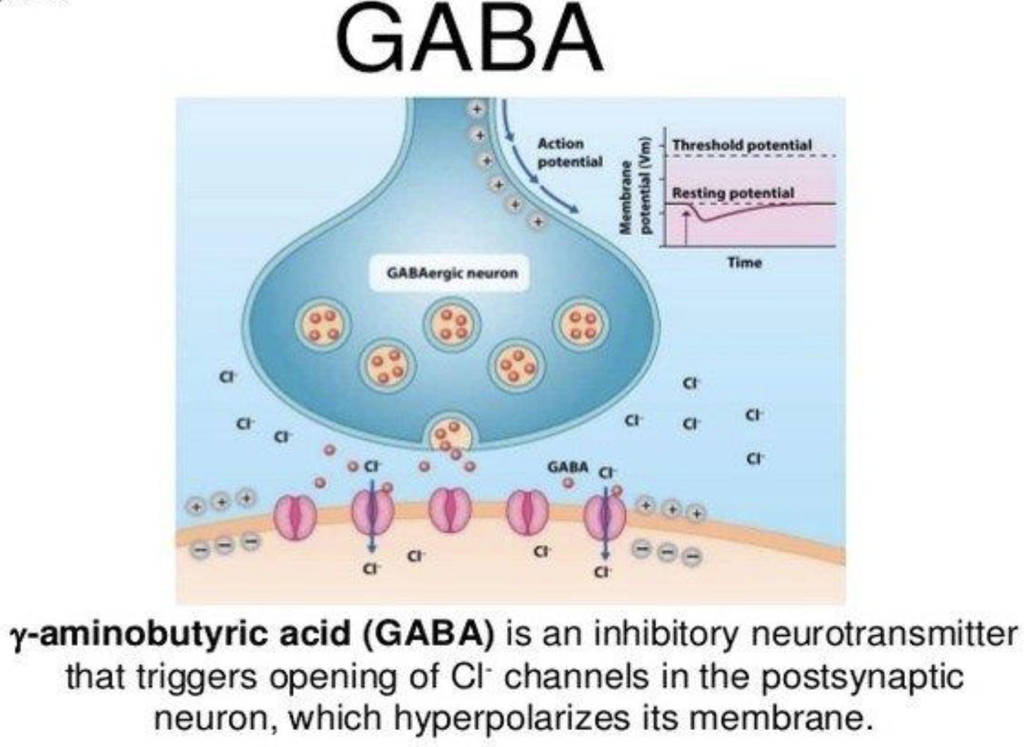 <p><strong>GABA-ergic Synapse</strong></p><ul><li><p>What neurotransmitter is used at GABA-ergic synapses?</p><ul><li><p>What type of receptors are found at GABA-ergic synapses?</p></li><li><p>What ion movement occurs at GABA-ergic synapses?</p><ul><li><p>Are GABA-ergic synapses excitatory or inhibitory?</p></li></ul></li></ul></li></ul><p></p>