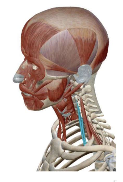 <p>Scalenes Anterior Insertion</p>