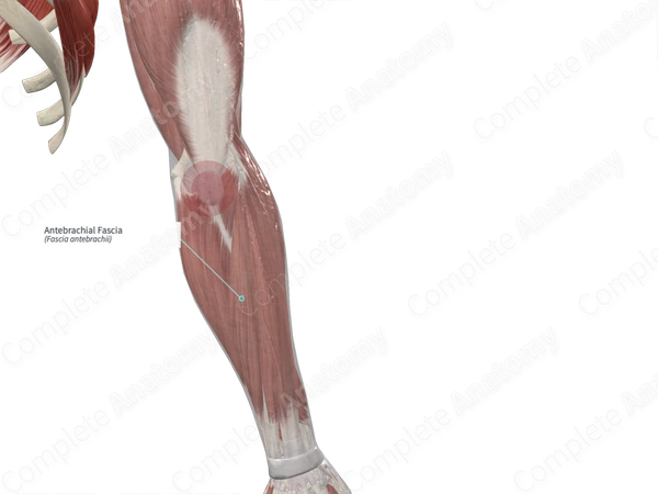 <p>antebrachial</p>