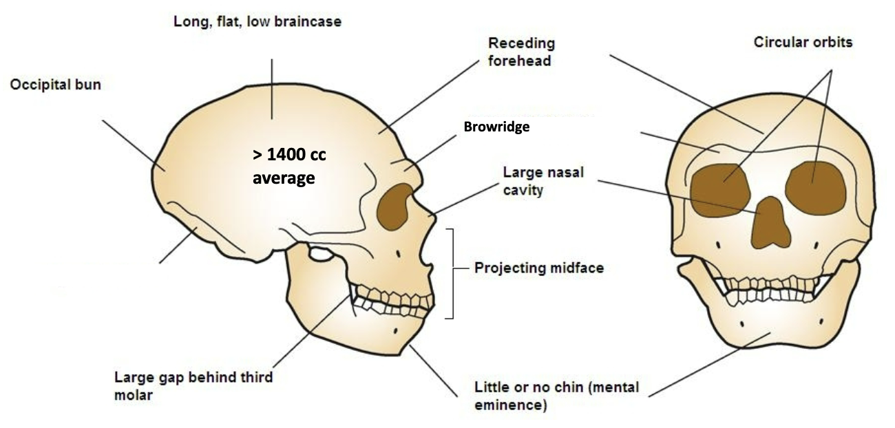 <ul><li><p>occipital bun</p></li><li><p>long, flat, low brain case (>1400cc)</p></li><li><p>reduced forehead</p></li><li><p>brow ridge</p></li><li><p>large nasal cavity</p></li><li><p>projecting midface</p></li><li><p>circular orbitals</p></li><li><p>little or no chin (mental eminence</p></li><li><p>large gap behind third molar</p></li></ul><p></p>