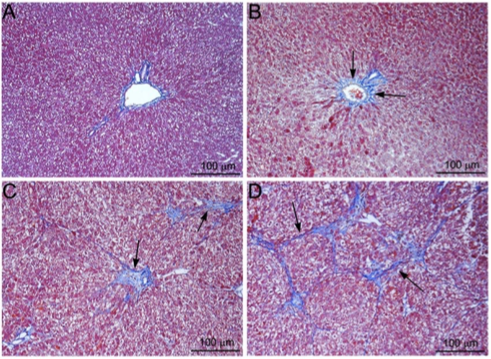 <p>maison trichrome stain</p>