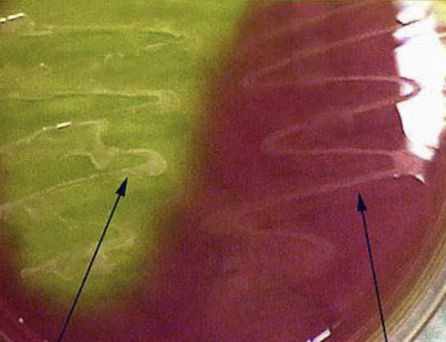 <p>26. What is the name of this medium?</p>