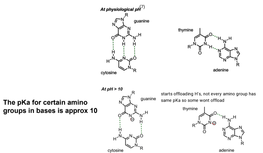<p>Changing pH will affect Tm - Affects protonation state of DNA and ability to H-bond, pH > 10 certain groups are deprotonated</p><ul><li><p>higher pH = lower Tm</p></li></ul><p></p>