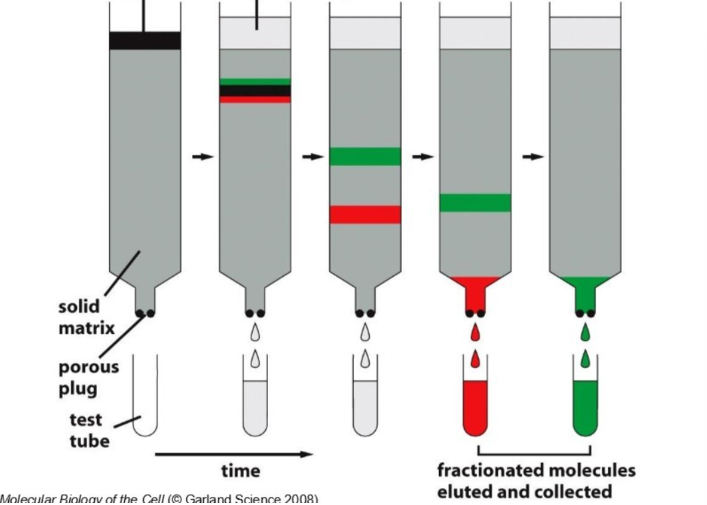 <p>column chromatography</p>
