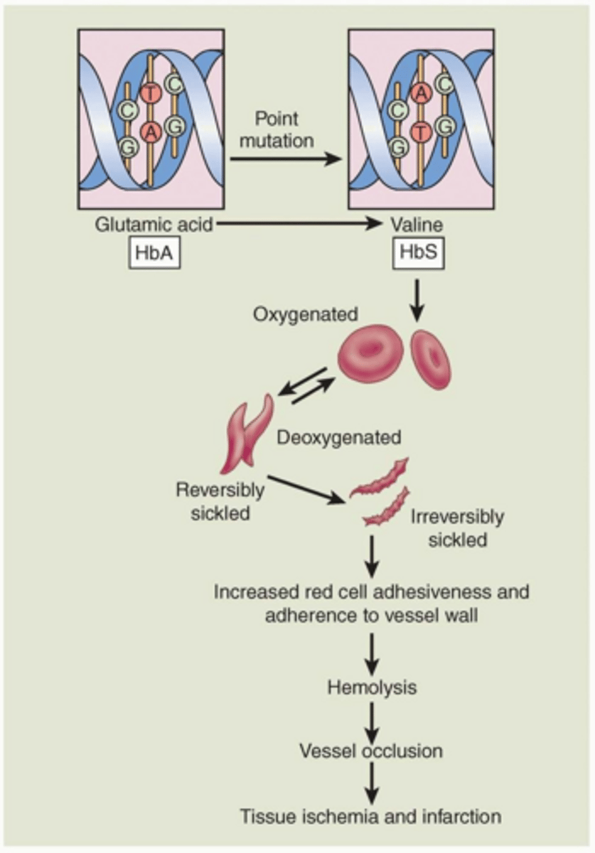 <p>Rh incompatibility where maternal antibodies attack Rh-positive fetal red blood cells.</p>