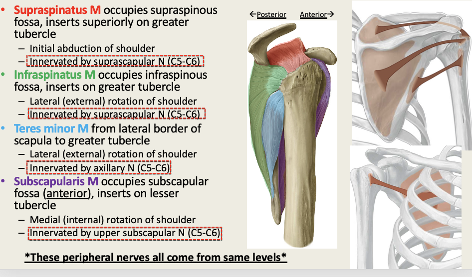 <p>M: External Shoulder Rotation<br>N: Suprascapular (C5-6)<br>PA: Infraglenoid Fossa<br>PD: Greater Tubercle <br>G: Rotator Cuff</p>