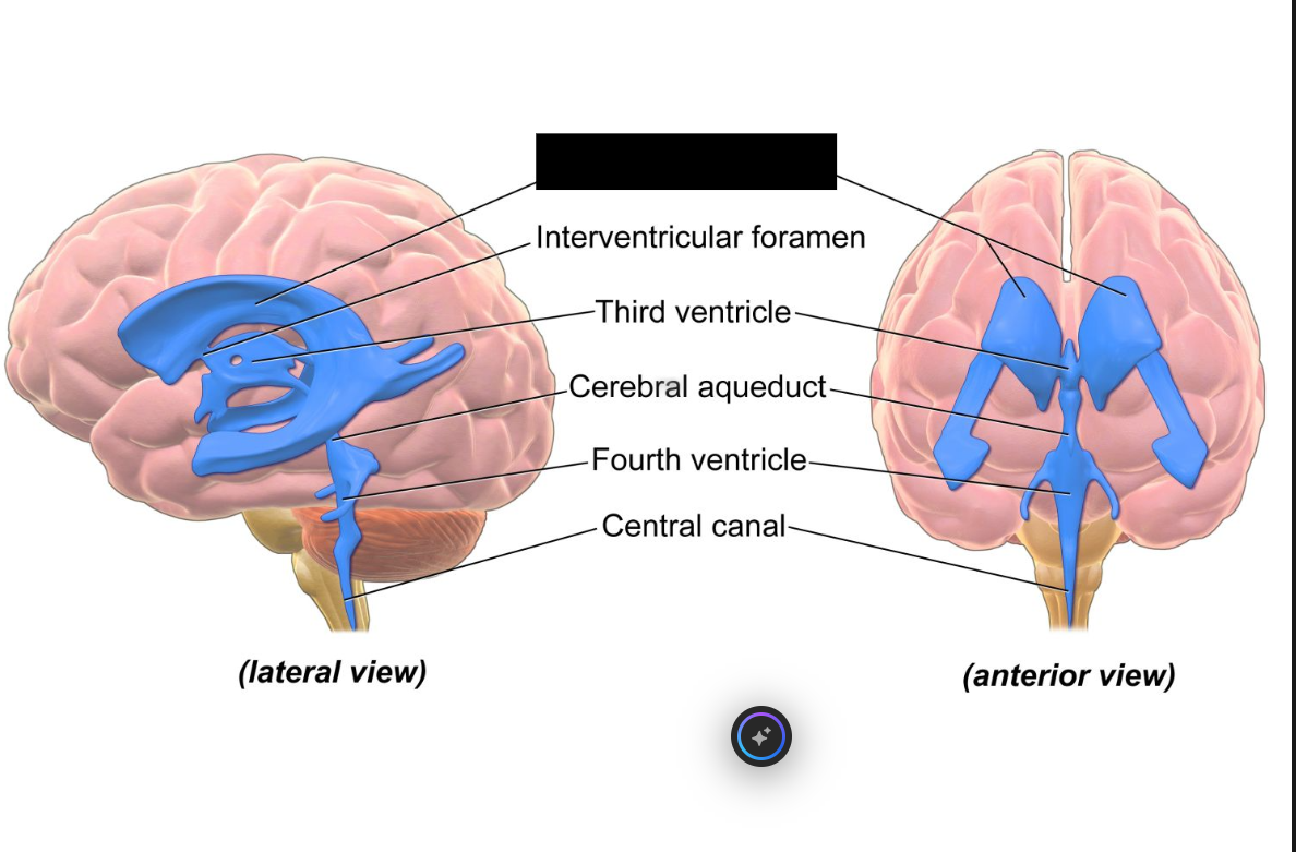 <p>two C-shaped, fluid-filled cavities located within the cerebral hemispheres of the brain<span>. As the largest components of the brain's ventricular system, they house the choroid plexus which produces the majority of the body's cerebrospinal fluid (CSF)</span></p>