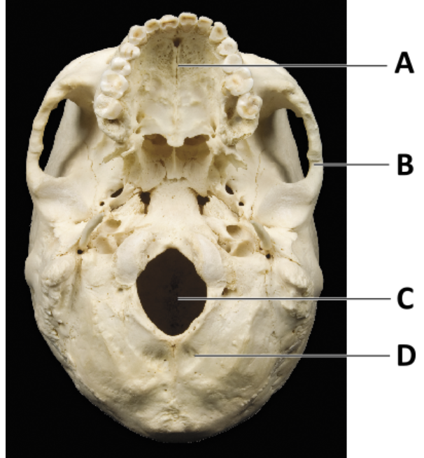 <p>Which of the following bones are indicated by letters A, B, and D (in order)? </p>