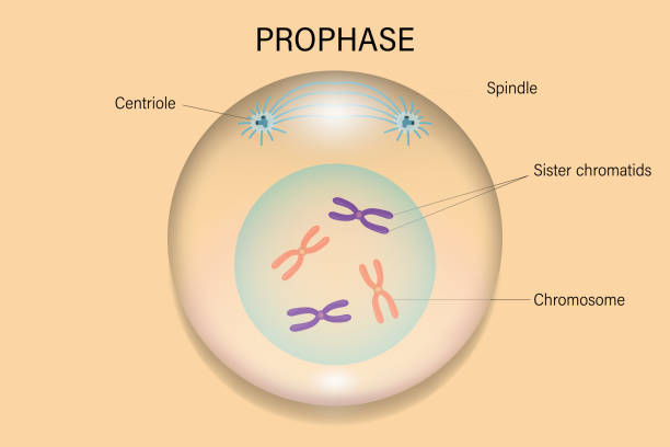 <ul><li><p><span style="background-color: transparent;"><strong><u>Longest</u></strong><u> </u>part of Mitosis</span></p></li></ul><ul><li><p><span style="background-color: transparent;"><strong><u>Chromosomes</u></strong> become <strong>visible</strong></span></p></li></ul><ul><li><p><span style="background-color: transparent;"><strong><u>Centrioles</u></strong> near the nuclear envelope move toward opposite <strong><u>poles</u></strong></span></p></li></ul><ul><li><p><span style="background-color: transparent;">Spindle fibers form&nbsp;</span></p></li></ul><ul><li><p><span style="background-color: transparent;">Condensed chromosomes become attached to spindle fibers at their centromeres</span></p></li></ul><ul><li><p><span style="background-color: transparent;">Nucleolus disappears and the nuclear envelope breaks down</span></p></li></ul><p></p><p></p>