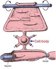 <p>Name the type of cell indicated by the blue arrow</p>