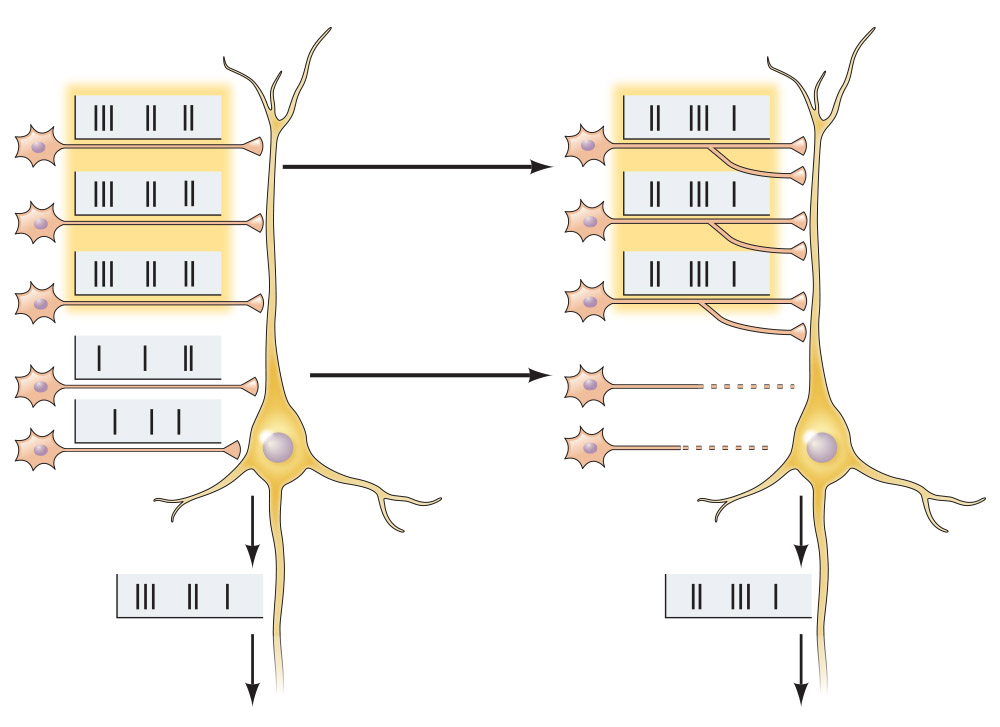 <p><span>Based on what you learned in this section about Hebbian synapses, why do the bottom two inputs near the cell body pull away from the postsynaptic neuron?</span></p>