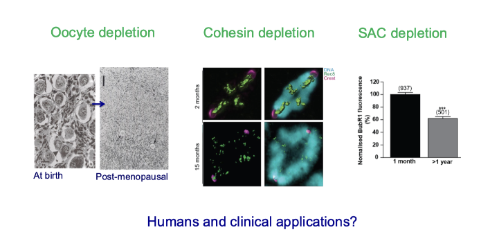 <ul><li><p>Three parallel but independent ageing processes:</p><ol><li><p><strong>Oocyte depletion</strong> (loss of egg number)</p></li><li><p><strong>Cohesin depletion</strong> (chromosome instability)</p></li><li><p><strong>SAC decline</strong> (weaker error-checking)</p></li></ol></li></ul><p></p><ul><li><p>Ovarian ageing, Chromosomal ageing, Cell cycle ageing</p></li><li><p>Occur in parallel but are mechanistically distinct</p></li></ul><p></p>