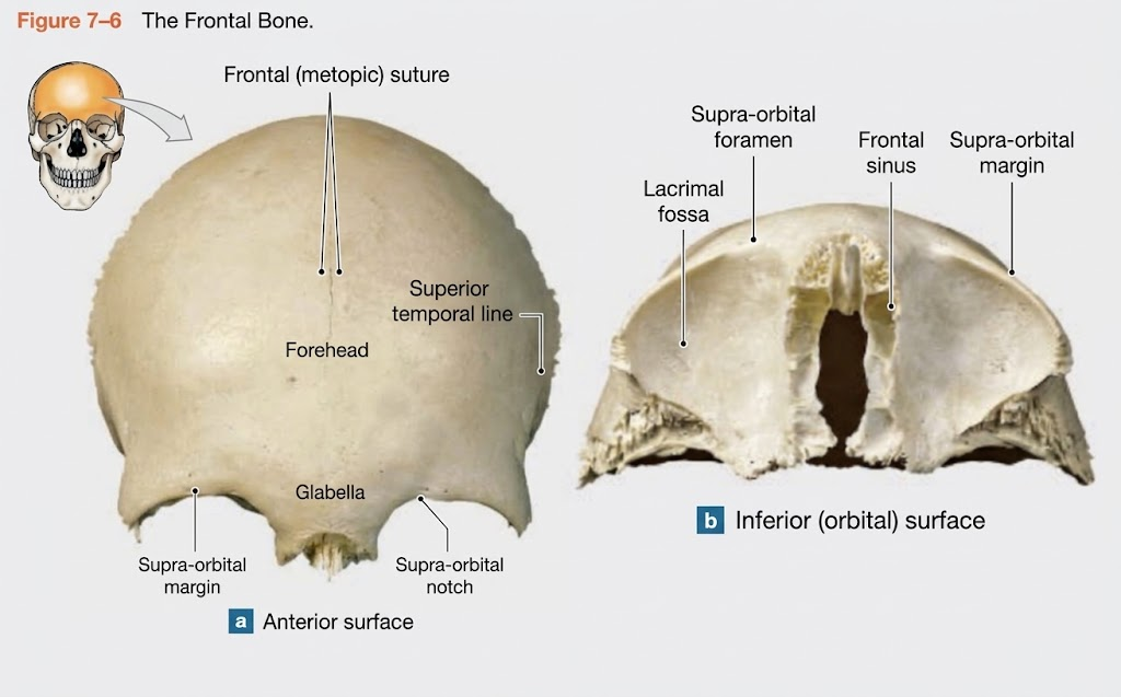<p>Frontal Bone, Frontal Sinus, Supraoptic. foramen/notch</p><p></p><p><span style="background-color: transparent;">Frontal sinus: Hollow cavity inside the frontal bone above the eyes. (Often seen on a split skull).</span></p><p><span style="background-color: transparent;">Supraorbital foramen/notch: The hole or groove right above the eye socket (orbit) where nerves/blood vessels pass.</span></p>