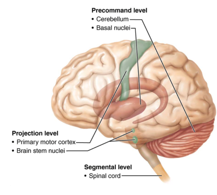 <ul><li><p><span style="background-color: transparent;">Cerebellum and basal nuclei (ganglia) plan and coordinate complex motor behaviors.</span></p></li><li><p><span style="background-color: transparent;">Motor control at lower levels is mediated by reflex arcs or governed by complex motor patterns</span></p></li><li><p><span style="background-color: transparent;">Three Levels:</span></p><ul><li><p>Precommand Level (Highest)</p></li><li><p>Projection Level (Middle)</p></li><li><p>Segmental Level (Lowest)</p></li></ul></li></ul><p></p>