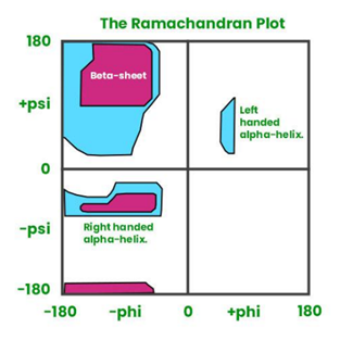 <ul><li><p>the <strong>psi </strong>angle is formed between the <strong>alpha carbon </strong>and the <strong>carbonyl carbon </strong>in a residue</p></li><li><p>the <strong>phi</strong> angle is formed between the <strong>alpha carbon </strong>and the <strong>nitrogen </strong>in a residue</p></li><li><p>these angles are found in combinations that <strong>minimise </strong>the<strong> steric hindrance</strong> between the atoms, and dictate the rotation on either side of the peptide bond within the amino acid backbone</p></li><li><p>this determines which<strong> secondary structures </strong>can form according to the <strong>ramachandran plot</strong></p></li></ul><p></p>