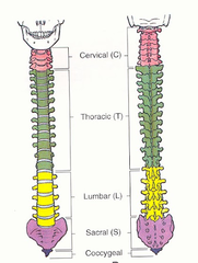 <p>There are three types of bones:</p><p>1. 24 moveable presacral vertebrae</p><p>7 cervical</p><p>12 thoracic</p><p>5 lumbar</p><p>2. Sacrum -</p><p>which is 5 fused vertebrae</p><p>3. Coccyx -</p><p>which is 4 fused vertebrae</p>