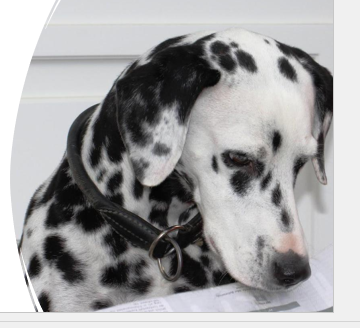 <ul><li><p class="Paragraph SCXO69120765 BCX8" style="text-align: left;">Polka dots on white coat&nbsp;</p></li><li><p class="Paragraph SCXO69120765 BCX8" style="text-align: left;">dalmatian&nbsp;</p></li></ul><p></p>