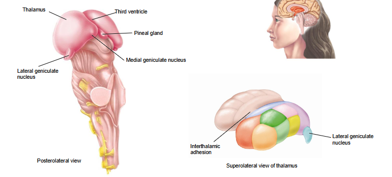 <p>Gray matter connection b/w the R and L sides of the thalamus</p>