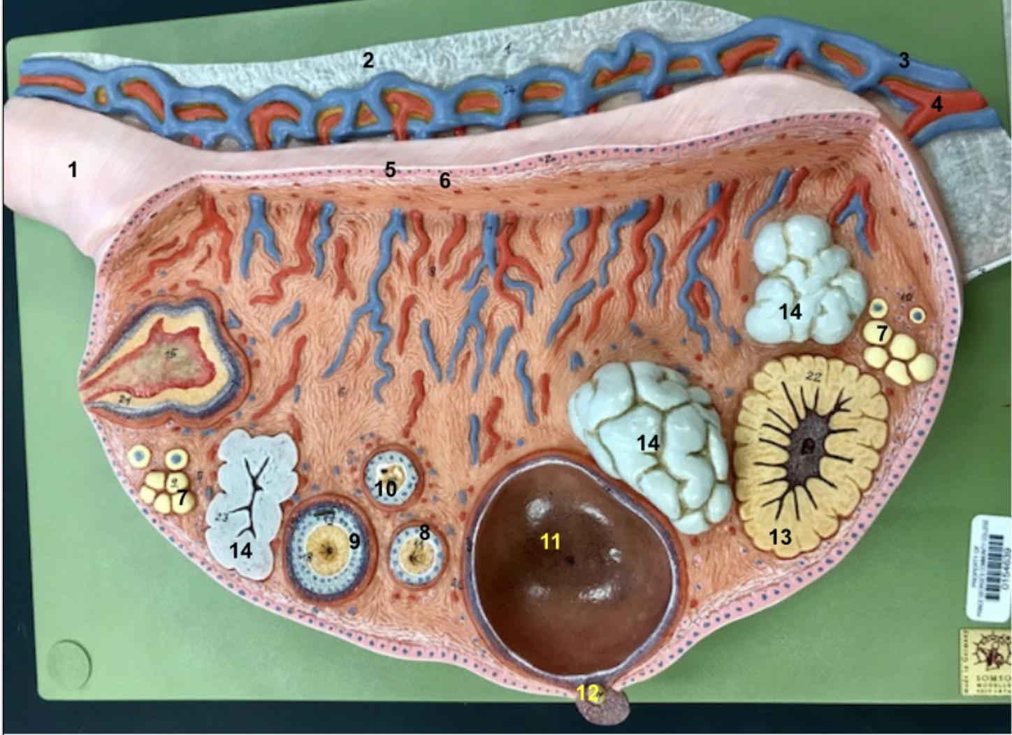 <p>1.Ovarian ligament: attaches the ovary to the uterus</p><p>2.Broad ligament</p><p>3.Ovarian vein</p><p>4.Artery</p><p>5.Germinal epithelium</p><p>6.Tunica albuginea</p><p>7.Primordial follicles</p><p>8.Primary follicle</p><p>9.Late primary follicle</p><p>10.Dying follicle</p><p>11.Mature graafian follicle</p><p>12.Secondary oocyte</p><p>13.Corpus luteum</p><p>14.Corpus albicans</p>