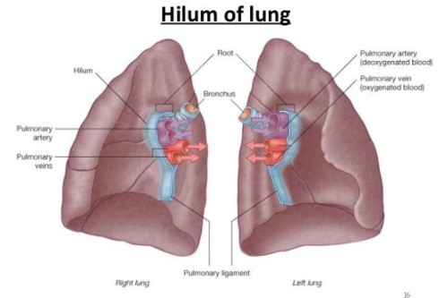<p>A triangular depression on the inner (mediastinal) surface of each lung. </p><p>Acts as the entry and exit point for structures connecting the lungs to the body (the "root of the lung").</p>